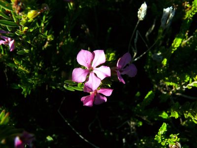 Acmadenia obtusata, photographed by Tony Rebelo