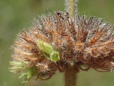 Clinopodium chinense, photographed by 葉子