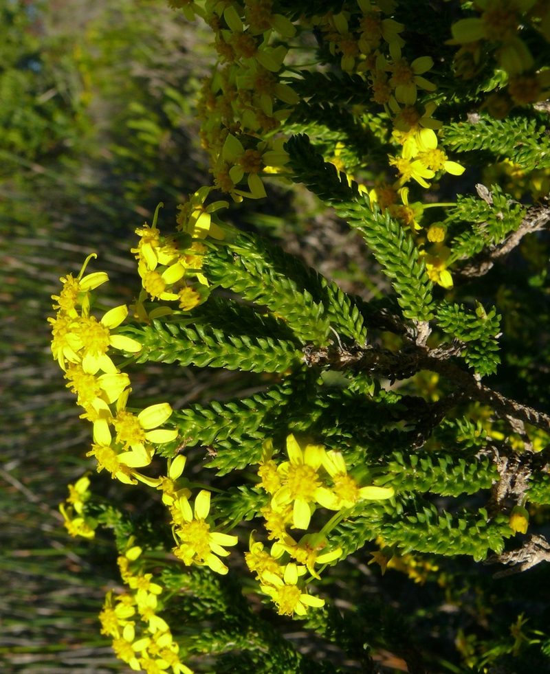 Euryops muirii, photographed by Tony Rebelo