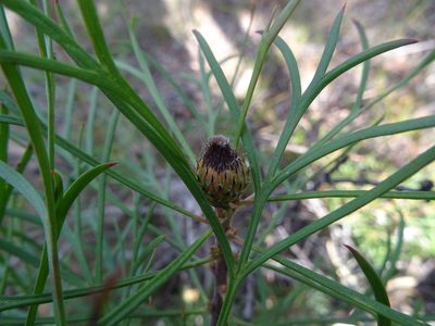 Isopogon anemonifolius, photographed by Gary Williams