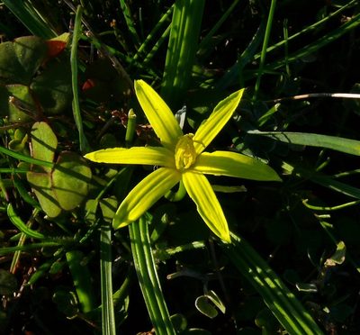 Empodium gloriosum, photographed by Tony Rebelo