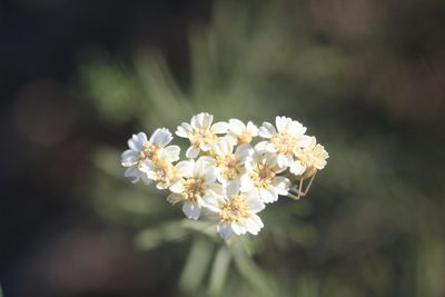 Achillea teretifolia, photographed by Edmundas Greimas