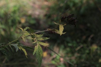 Serratula coronata, photographed by Нурхайдарова Татьяна