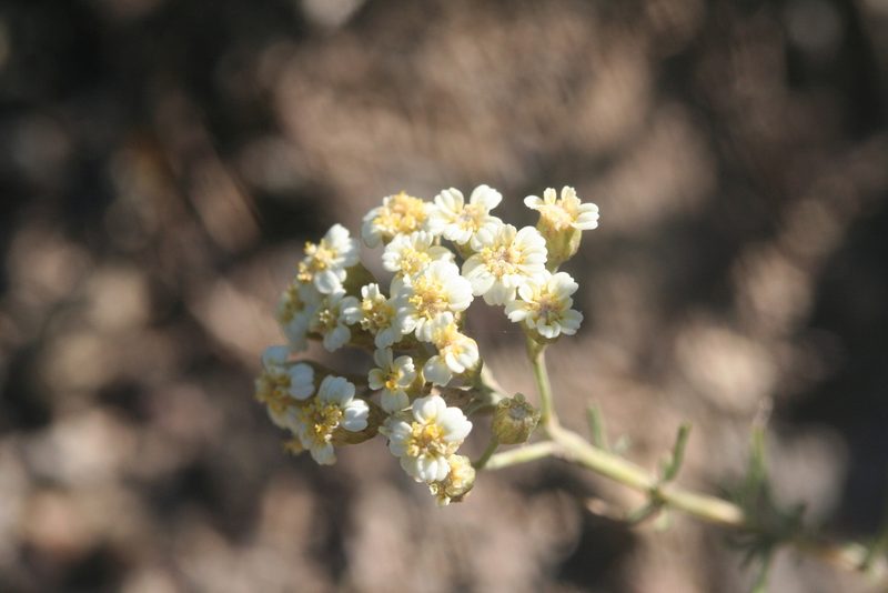 Achillea teretifolia, photographed by Edmundas Greimas