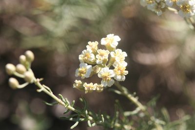 Achillea teretifolia, photographed by Edmundas Greimas