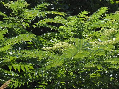 Zanthoxylum ailanthoides, photographed by 葉子