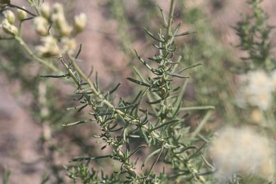 Achillea teretifolia, photographed by Edmundas Greimas