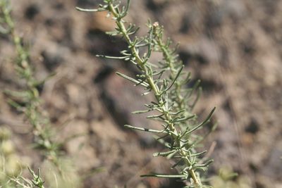 Achillea teretifolia, photographed by Edmundas Greimas