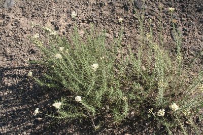 Achillea teretifolia, photographed by Edmundas Greimas