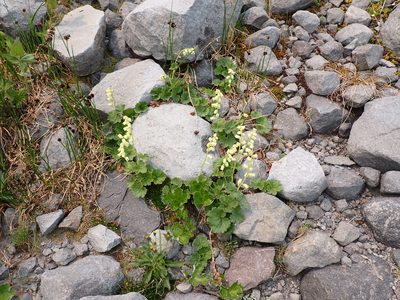 Elmera racemosa, photographed by John Brew