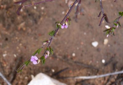 Muraltia dispersa, photographed by Di Turner