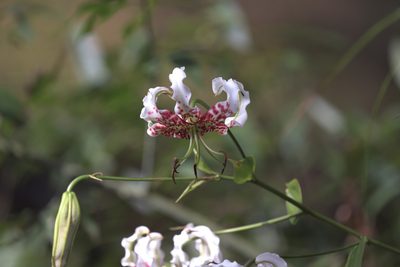 Lilium speciosum, photographed by Wang.QG