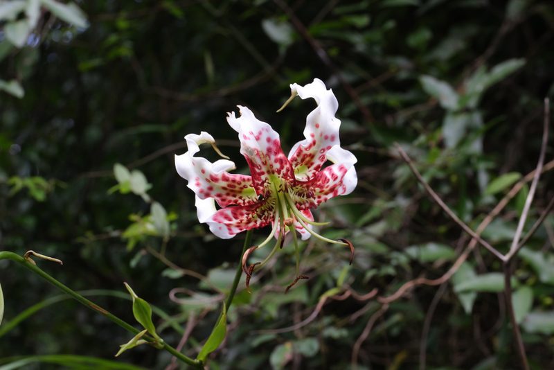 Lilium speciosum, photographed by Wang.QG