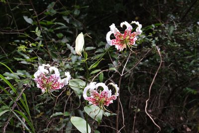 Lilium speciosum, photographed by Wang.QG