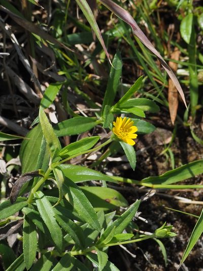 Sphagneticola calendulacea, photographed by 葉子