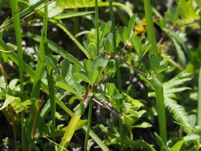 Grona heterophylla, photographed by 葉子