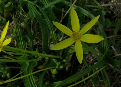 Empodium gloriosum, photographed by Tony Rebelo