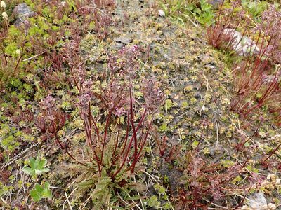 Pedicularis ornithorhynchos, photographed by John Brew