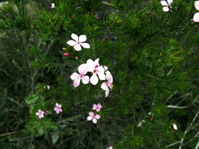 Acmadenia obtusata, photographed by Tony Rebelo