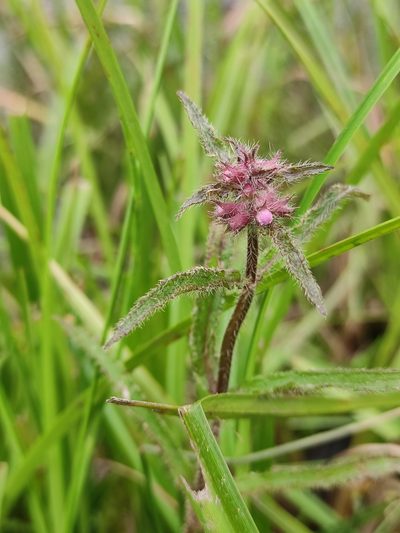 Stachys aspera, photographed by Юлия
