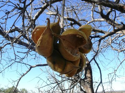 Sterculia africana, photographed by Tony Rebelo