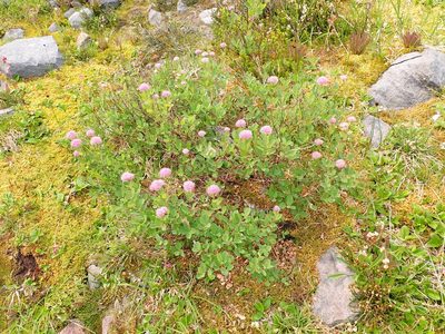 Spiraea splendens, photographed by John Brew