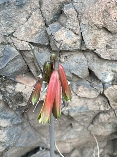 Eustephia darwinii, photographed by Diego F. Cisneros-Heredia