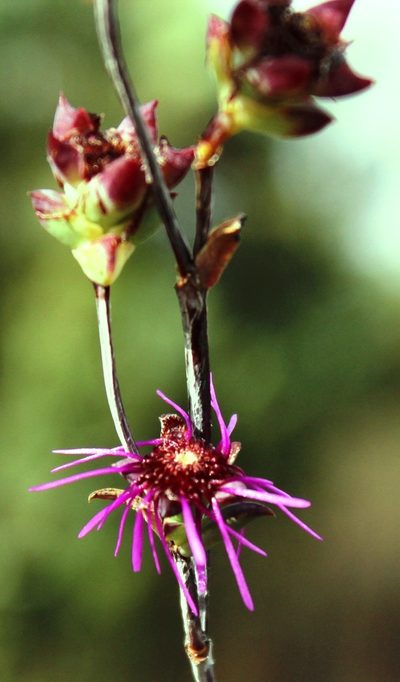 Erepsia saturata, photographed by Tony Rebelo