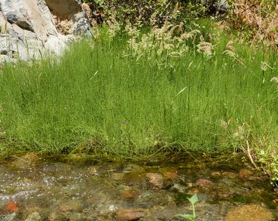Equisetum bogotense, photographed by Nicolás Villaseca Merino