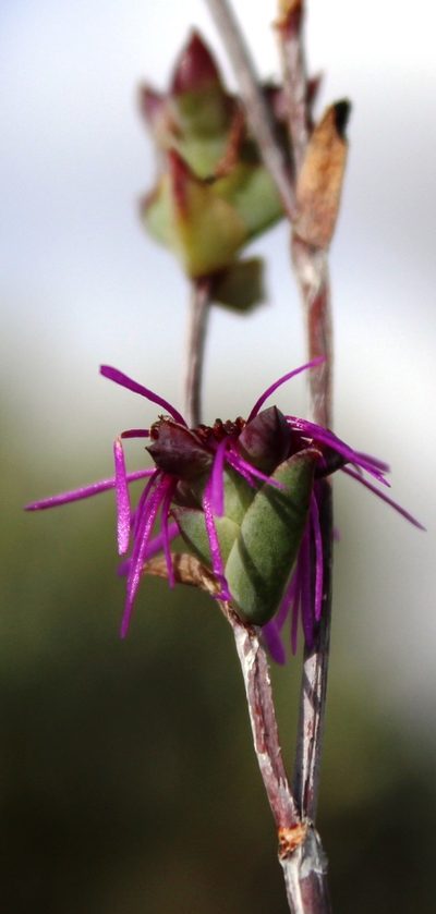 Erepsia saturata, photographed by Tony Rebelo