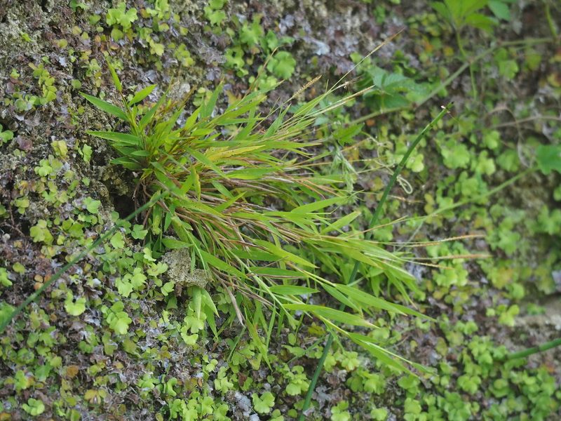 Pogonatherum crinitum, photographed by 葉子
