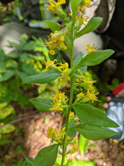 Solidago macrophylla, photographed by Vince La Tassa