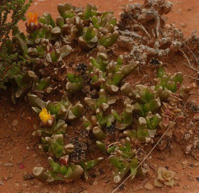 Glottiphyllum difforme, photographed by Andrew Hankey