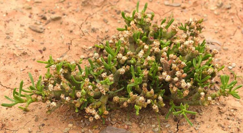 Mesembryanthemum articulatum, photographed by Andrew Hankey