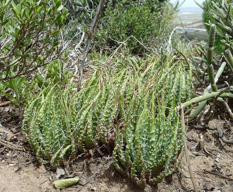 Aloe humilis, photographed by Andrew Hankey