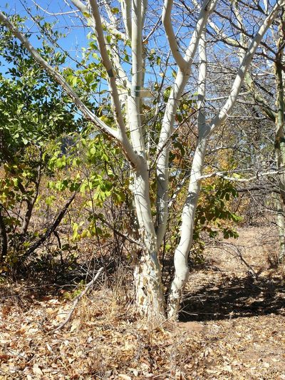 Commiphora tenuipetiolata, photographed by Tony Rebelo
