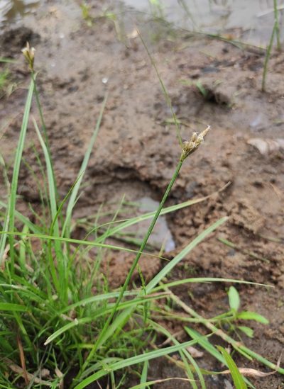 Bolboschoenus planiculmis, photographed by Юлия