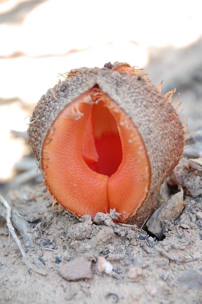 Hydnora africana, photographed by Charles Stirton