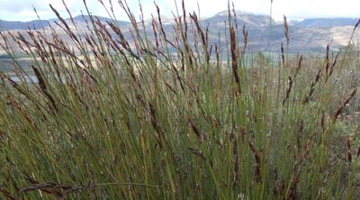 Cannomois scirpoides, photographed by Di Turner