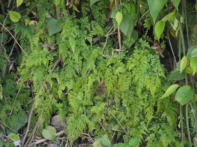 Onychium japonicum, photographed by 葉子