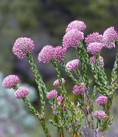Metalasia pulcherrima, photographed by Di Turner