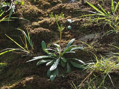 Ixeridium laevigatum, photographed by 葉子