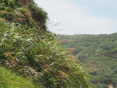 Miscanthus floridulus, photographed by 葉子