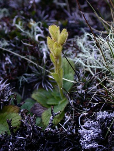 Ourisia simpsonii, photographed by Pieter Pelser