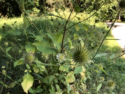 Dipsacus strigosus, photographed by Pavel Kacl