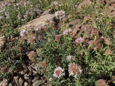 Monardella odoratissima, photographed by Mike Dechter
