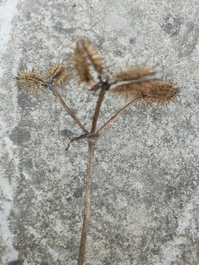 Turgenia latifolia, photographed by Максим Шумских