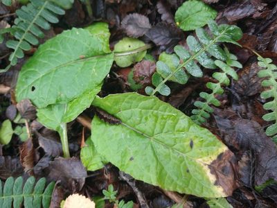 Adenocaulon chilense, photographed by Pablo