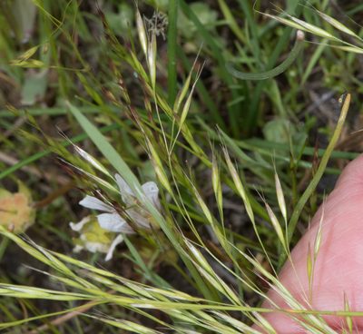 Deschampsia danthonioides, photographed by Don Loarie