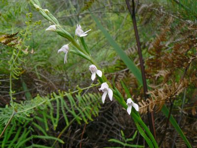 Brownleea recurvata, photographed by Di Turner
